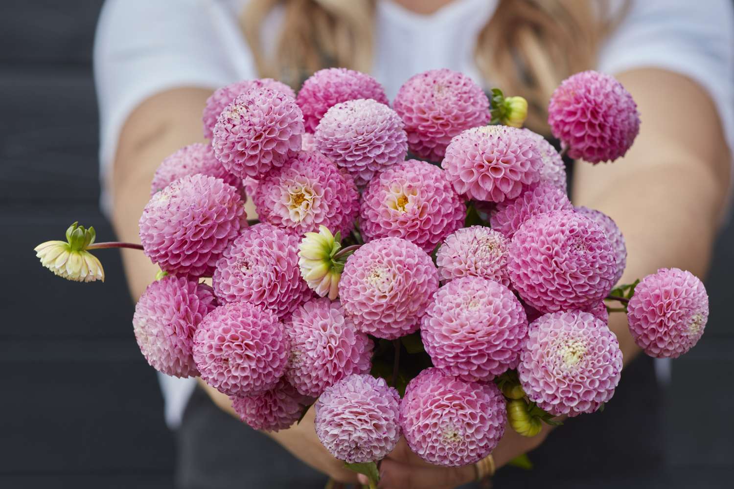 Dahlie 'Maaike'